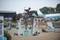 Holly Smith and Nike van het Singraven continued their sensational run of form at Al Shira’aa Bolesworth International